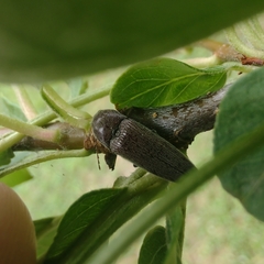 Melanotus castanipes