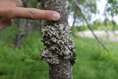 Hypogymnia occidentalis