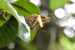 Colobura dirce wolcotti