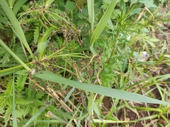 Scirpus sylvaticus