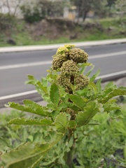 Prionosciadium