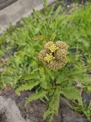Prionosciadium