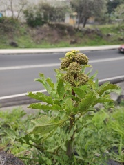 Prionosciadium