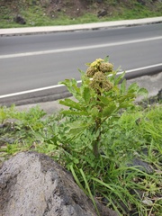 Prionosciadium