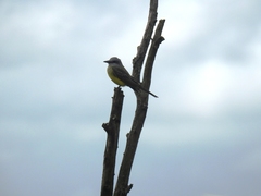 Tyrannus melancholicus