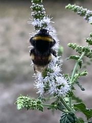 Bombus