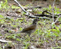 Turdus leucomelas