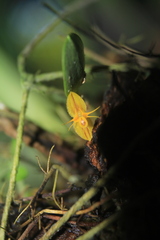 Lepanthes octopus