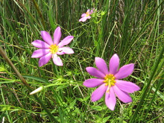 Sabatia dodecandra