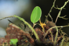 Lepanthes octopus