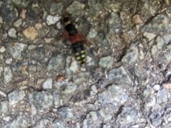 Staphylinus erythropterus