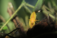 Lepanthes octopus