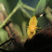 Lepanthes octopus - Photo (c) Apipa, some rights reserved (CC BY-NC), uploaded by Apipa