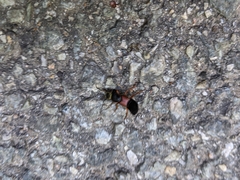 Staphylinus erythropterus