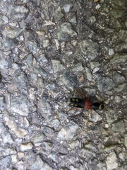 Staphylinus erythropterus