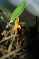 Lepanthes octopus