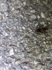 Staphylinus erythropterus