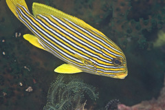 Ribboned Sweetlips photo 4