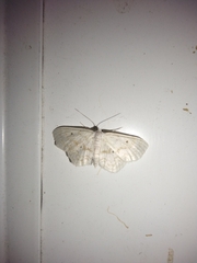Idaea obfusaria