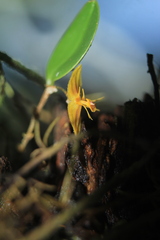 Lepanthes octopus
