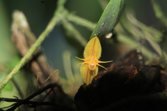 Lepanthes octopus
