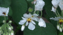 Sparrmannia africana
