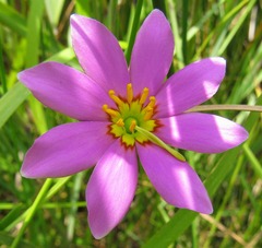 Sabatia dodecandra