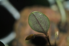 Lepanthes octopus