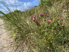 Centaurium littorale