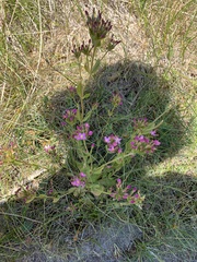 Centaurium littorale