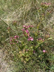 Centaurium littorale