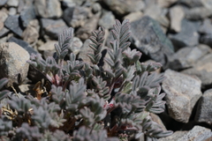 Astragalus gilmanii