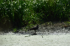 Vanellus vanellus