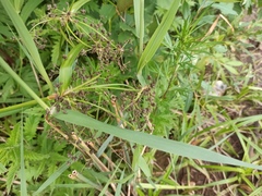 Scirpus sylvaticus