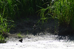 Vanellus vanellus