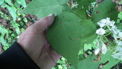 Sparrmannia africana