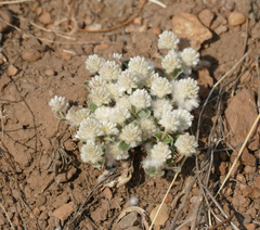 Gomphrena caespitosa