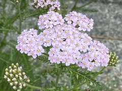 Achillea roseo-alba
