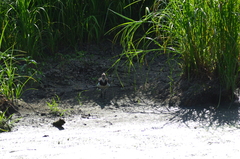 Vanellus vanellus