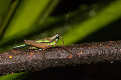 Scaria