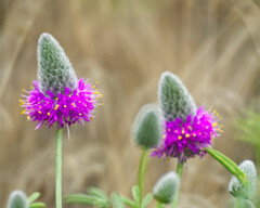 Dalea ornata