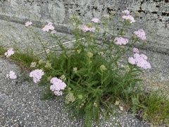 Achillea roseo-alba