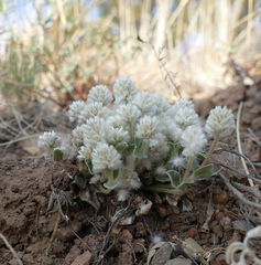 Gomphrena caespitosa