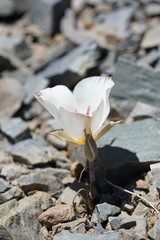 Calochortus panamintensis