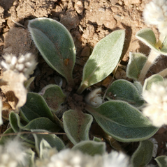 Gomphrena caespitosa