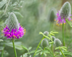 Dalea ornata