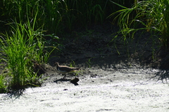 Vanellus vanellus