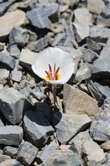Calochortus panamintensis