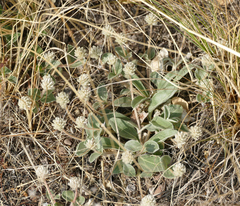 Gomphrena caespitosa