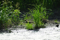 Vanellus vanellus